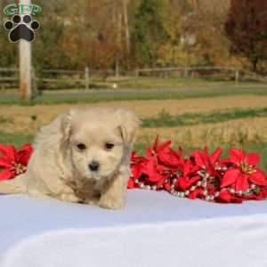 Mario, Maltipoo Puppy